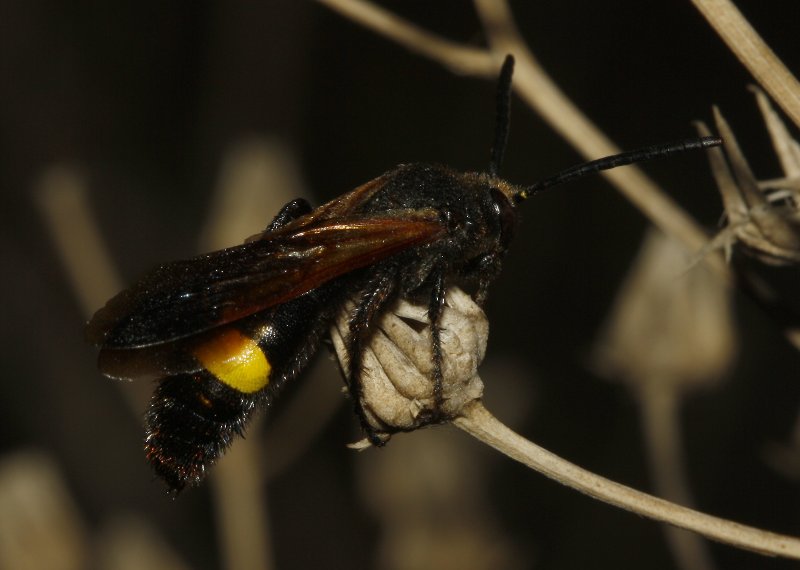 Scolia%20sp_4353.jpg