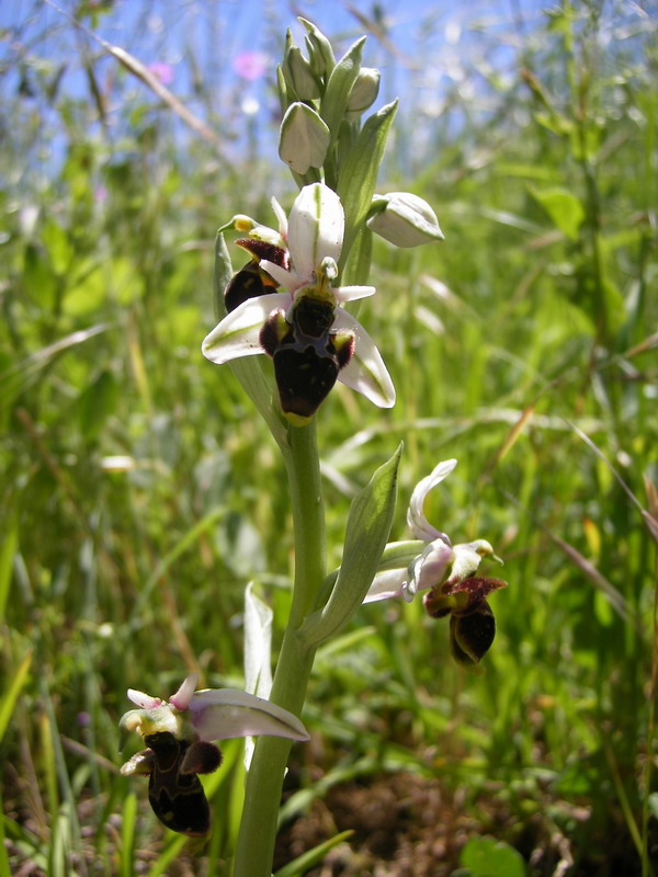 Scolopaxblanca.jpg