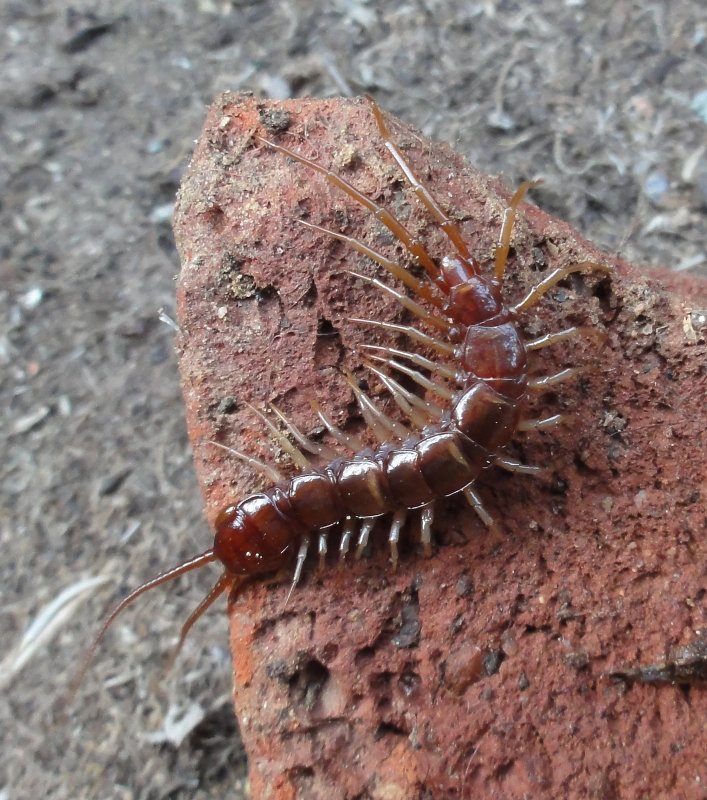 scolopendra_dsc02901.jpg