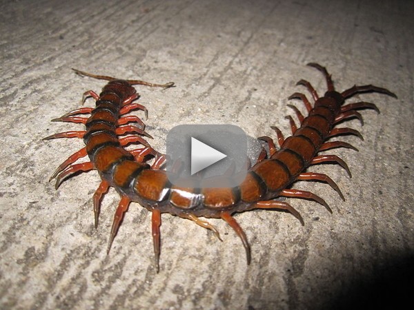 scolopendra_giganteav.jpg