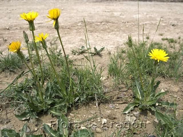 Scorzonerahispanicacrispatula.jpg