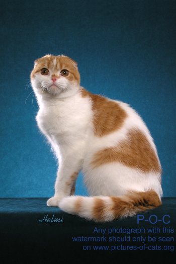 scottish-fold-cat-TIPEAR-CANOE-s.jpg