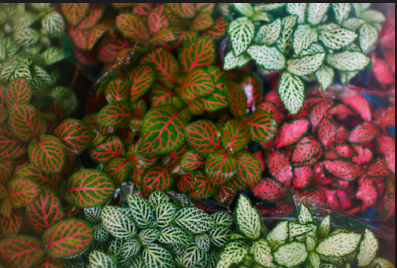 Screen_Shot_2018-08-14_at_09.29.24_1024x1024.png