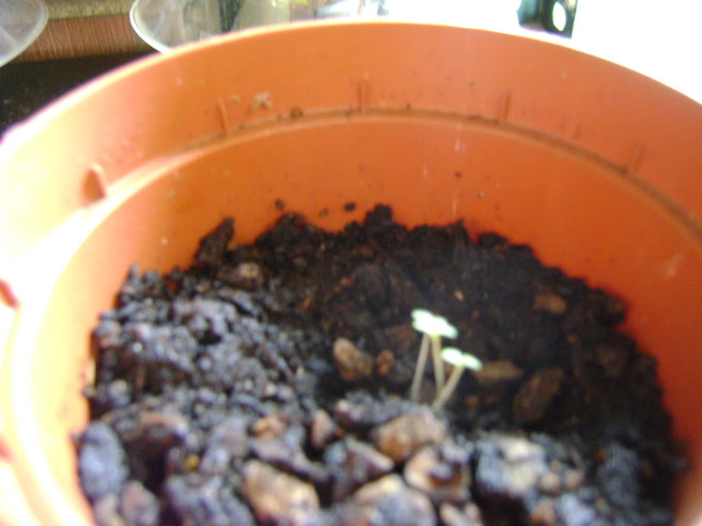 Scrophularia.jpg