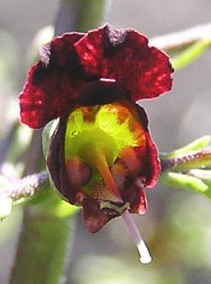 scrophularia_glabrata2.jpg