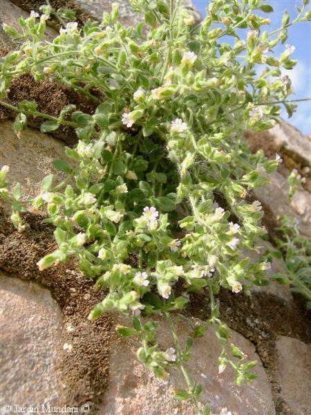 scrophulariacea2.jpg