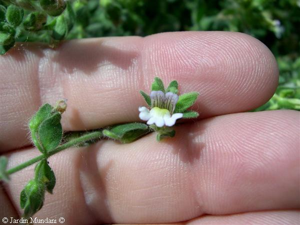scrophulariacea4.jpg