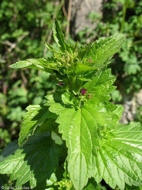 scrophulariaH1.jpg
