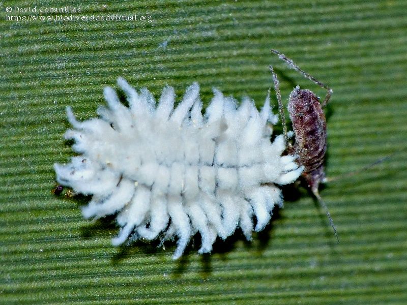 Scymnus-sp.-Cryptolaemus-sp.-884897.jpg