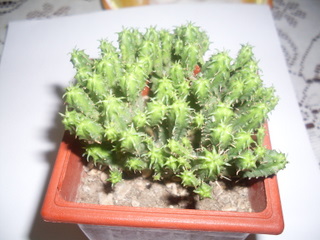 SDC11014.JPG