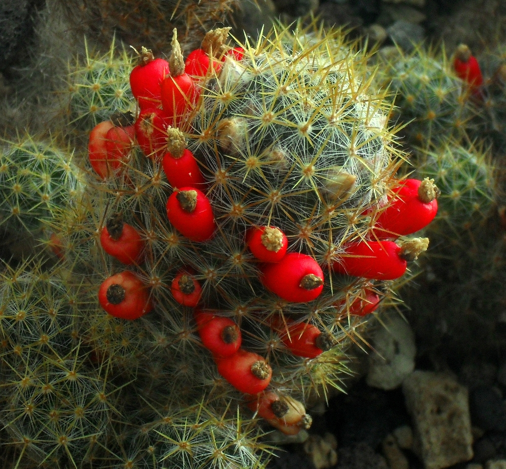 SDC11393_-_Mammillaria_prolifera.JPG