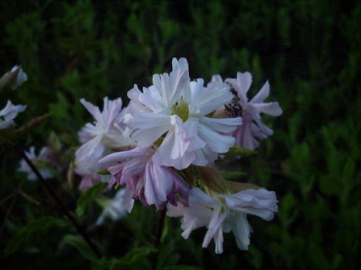 SDC11607.JPG