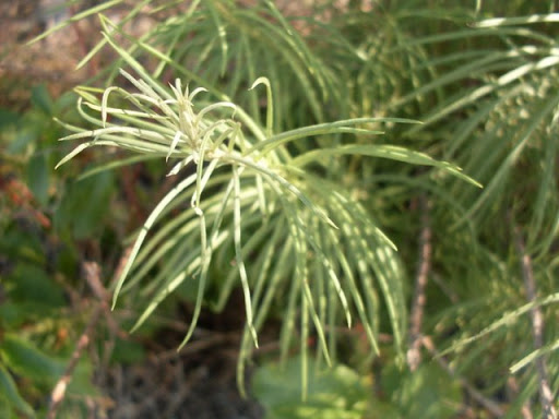 SDC11751.JPG