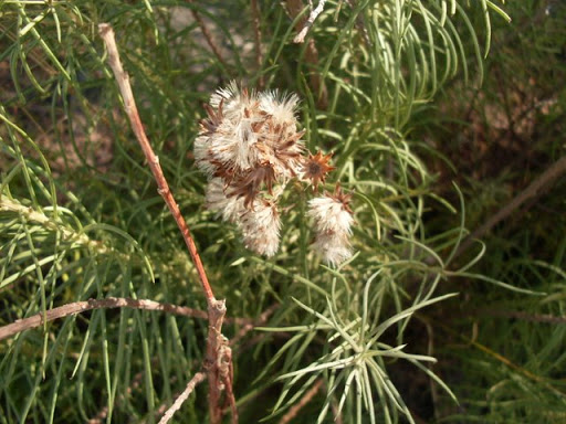 SDC11752.JPG