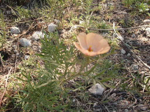 SDC11765.JPG