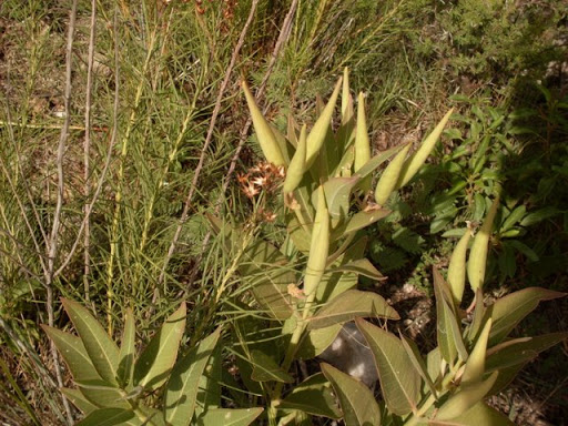 SDC11806.JPG