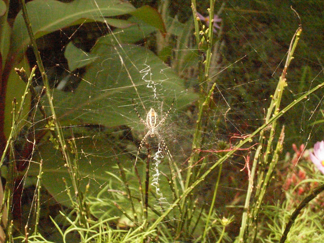 SDC12072.JPG