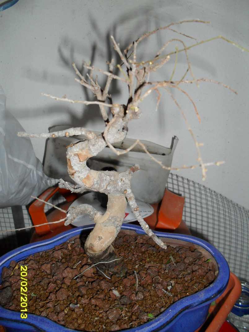 SDC17099.jpg