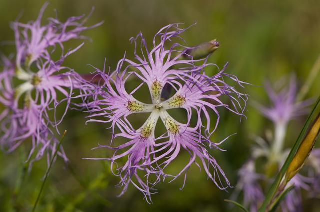 sdl-dianthus-superbus-00002.jpg