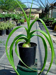 Sea-Onion-320h.jpg
