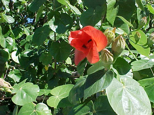 seahibiscus01.jpg