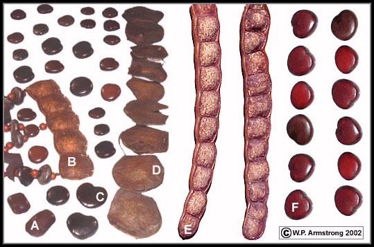 seapod6b.jpg