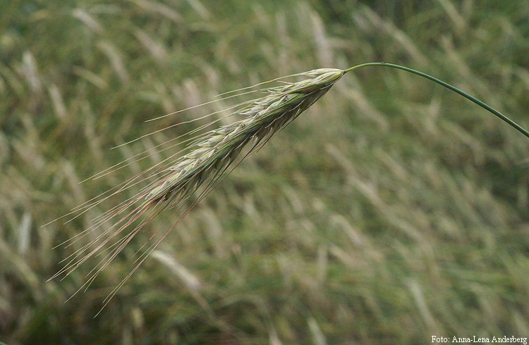 secacer5.jpg