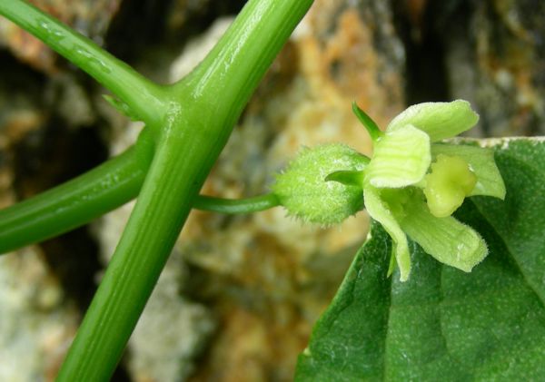 sechium_edule.jpg