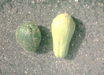 Sechiumfruits1.jpg