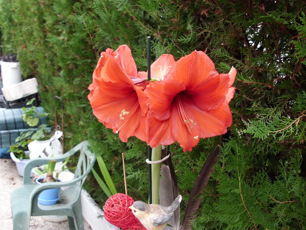 secuencias-completa-de-la-floraci%C3%B3n-del-hippeastrum-orange-sovering.jpg