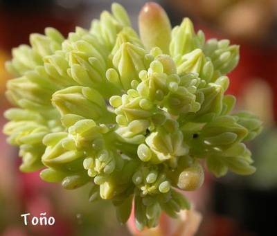 sed-pachyphyllum_flor_to_o.jpg