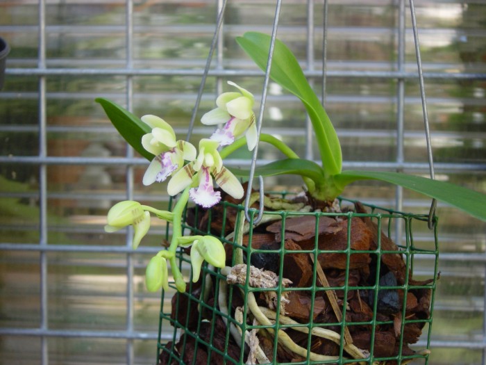 Sedirea%20japonica%20700pic.jpg