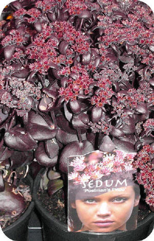 Sedum%203.jpg