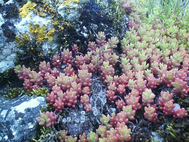 Sedum%20album.jpg