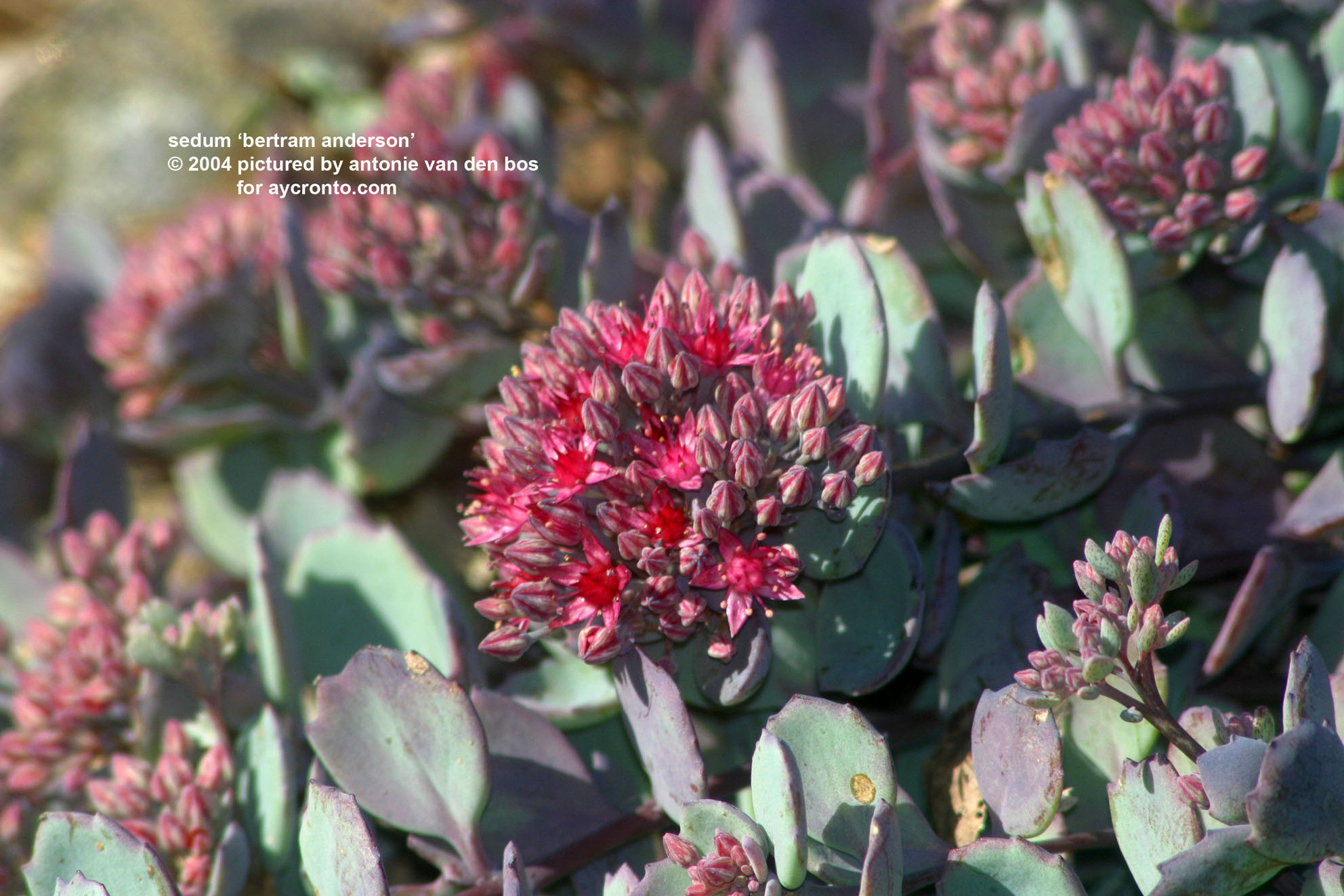 sedum%20'bertram%20anderson'%2001.jpg