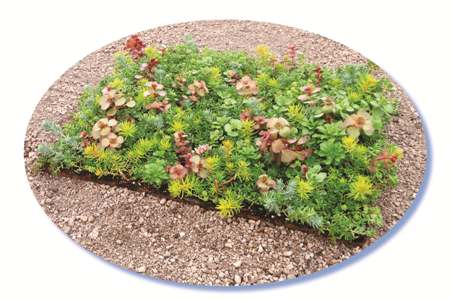 sedum%20tile%C2%AE_colormax_tn2.jpg