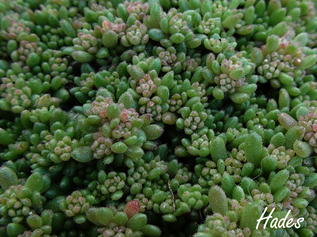 sedum%2520hirsutum.jpg