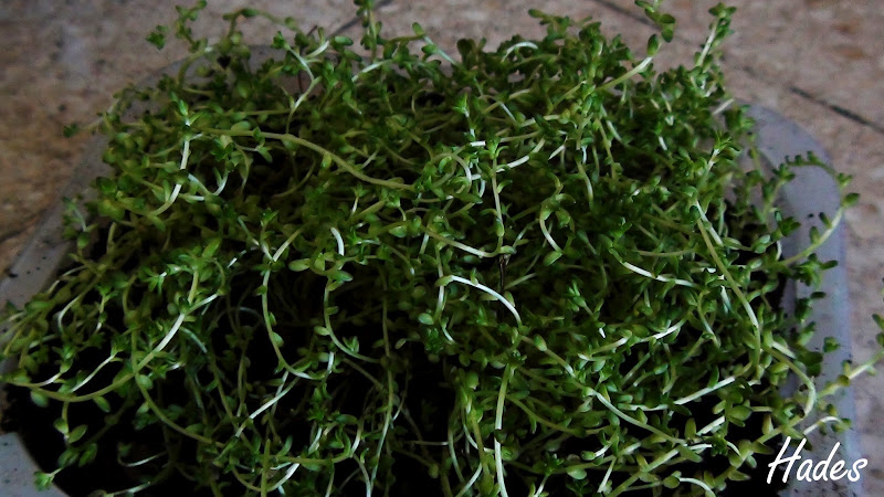 sedum%2520mini.jpg