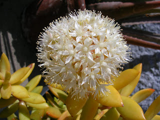 Sedum%2Bnussbaldianum%2BTesi.JPG