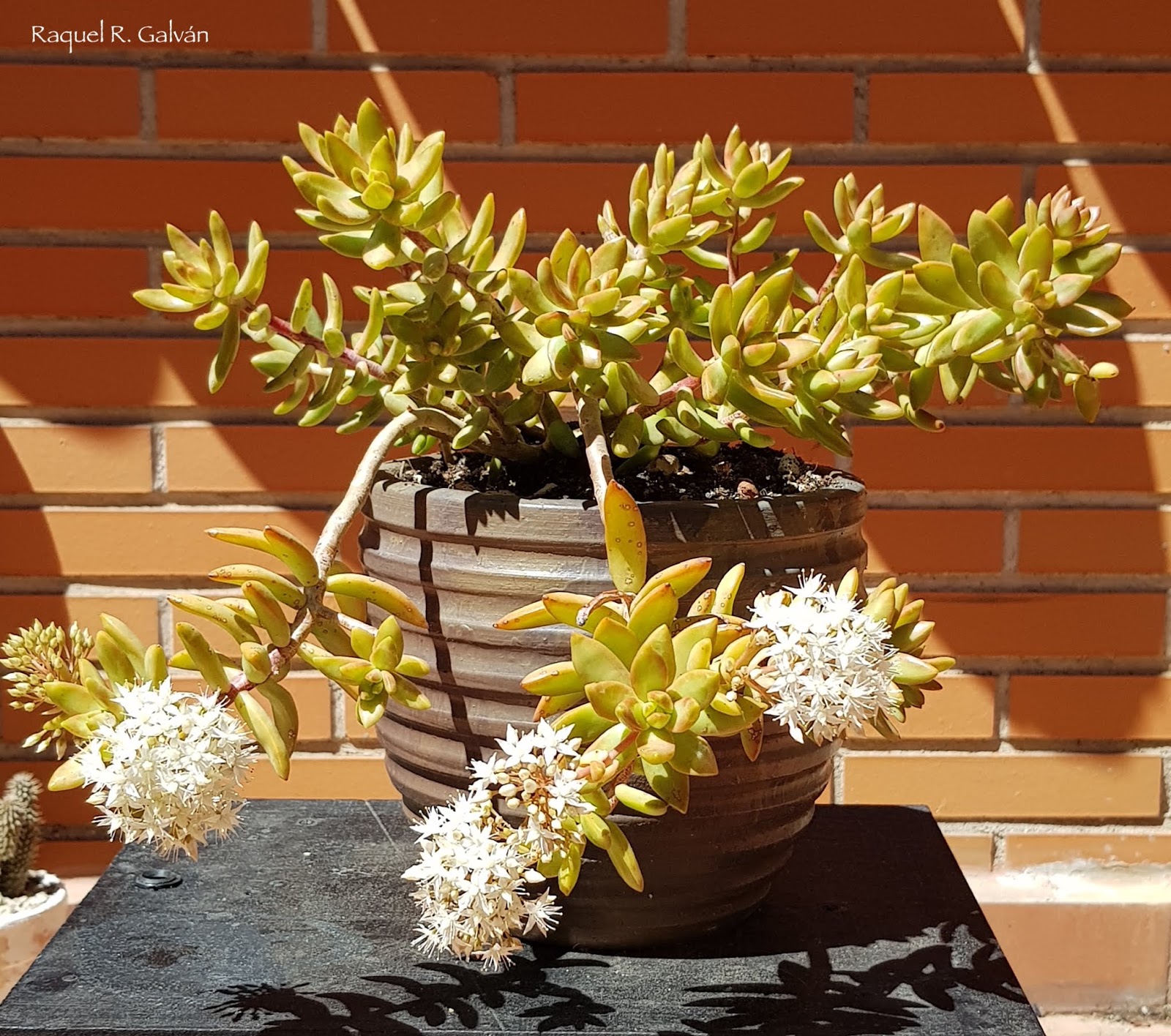 Sedum%2Bnussbaumerianum%2B1%2Bgeneral.jpg