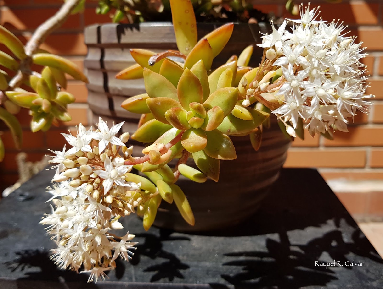Sedum%2Bnussbaumerianum1.jpg