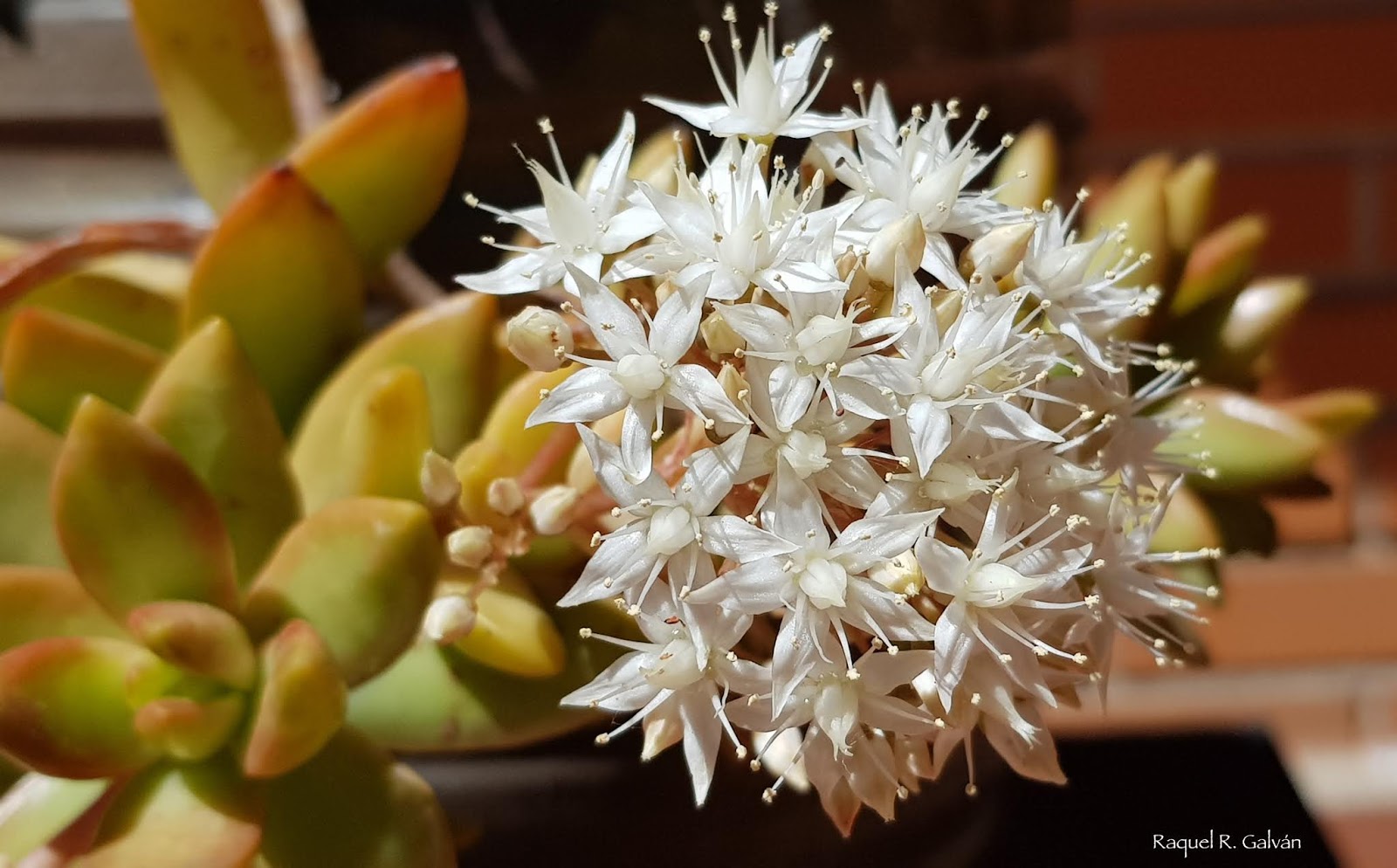 Sedum%2Bnussbaumerianum10.jpg