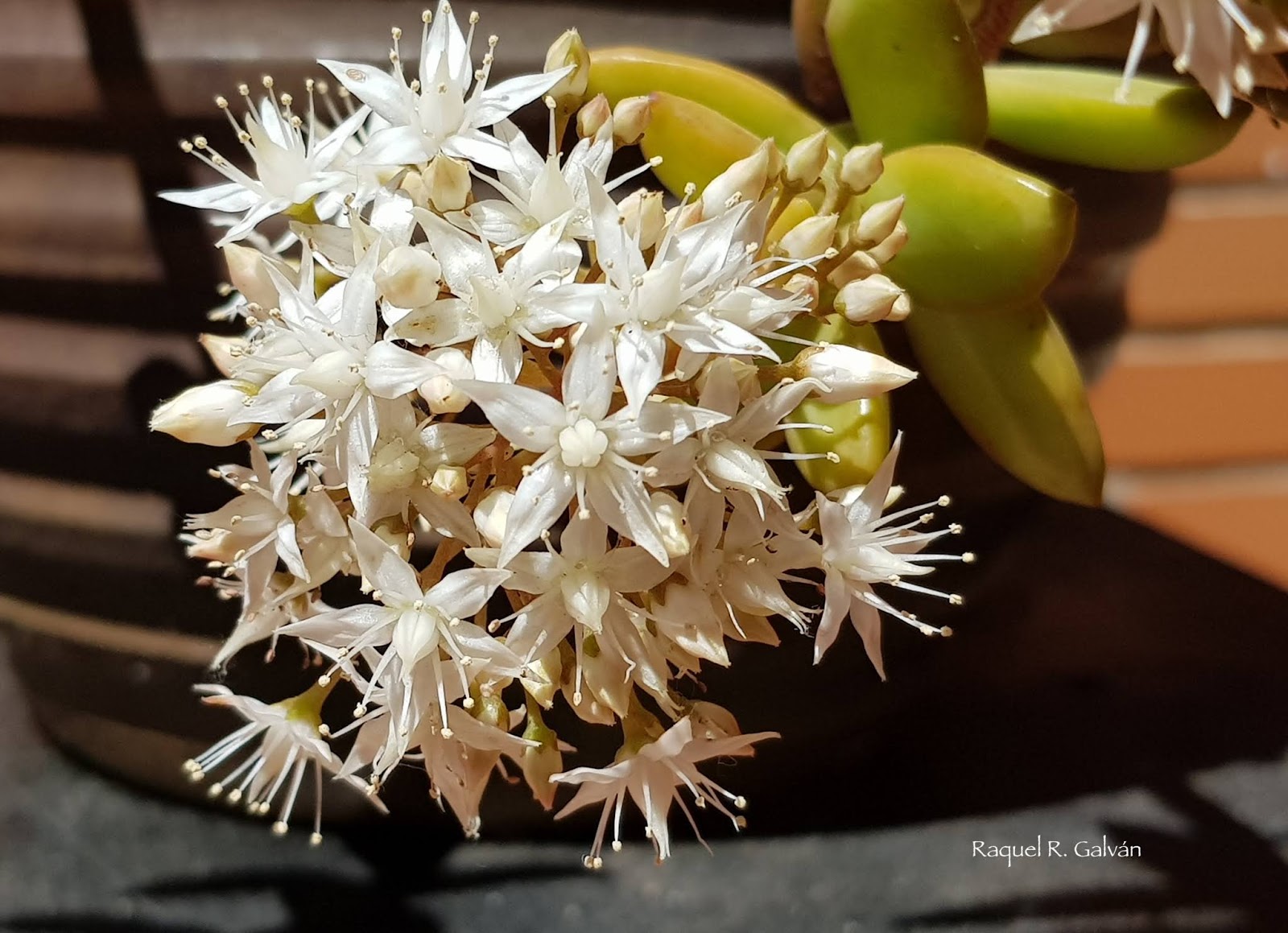 Sedum%2Bnussbaumerianum11.jpg