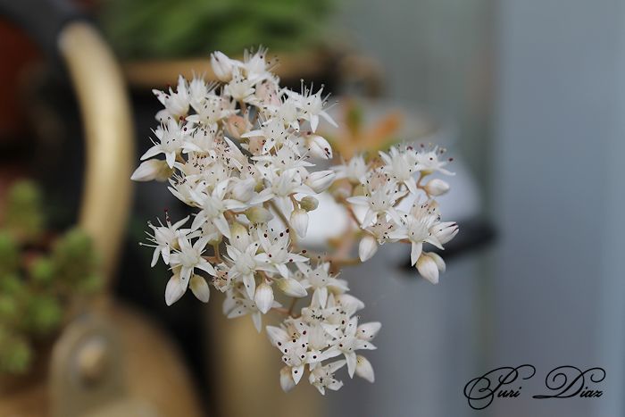 sedum+album+canon+eos+1100d+6+junio+2012+(1).JPG