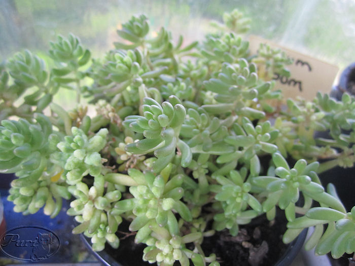 sedum+album.JPG
