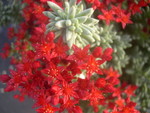 sedum-bc.jpg