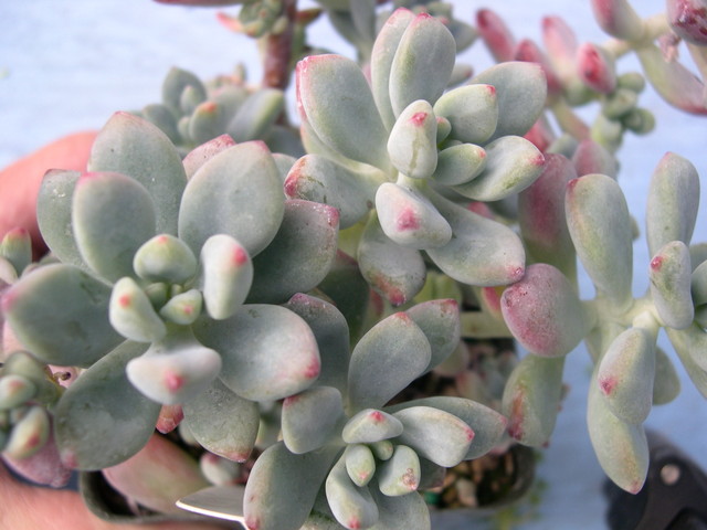 Sedum+commixtum+2.jpg
