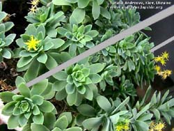 Sedum-compressum-m-NA.jpg