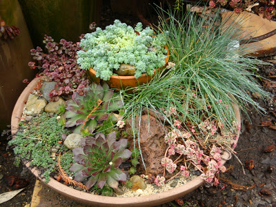 Sedum+Container2.JPG