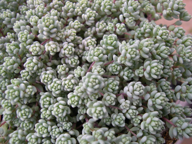 Sedum+dasyphyllum+pubescent+form.jpg